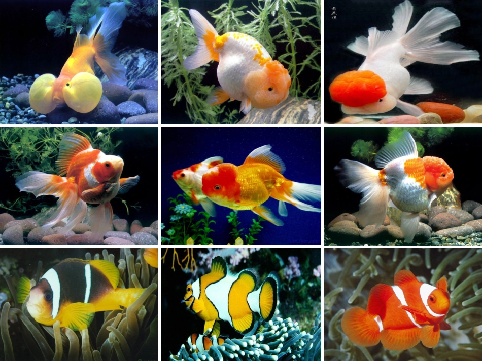 阿库机机《鱼游到了纸上》课件(新)_第3页