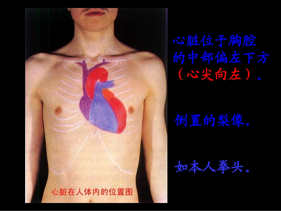 输送血液的泵—心脏_第2页