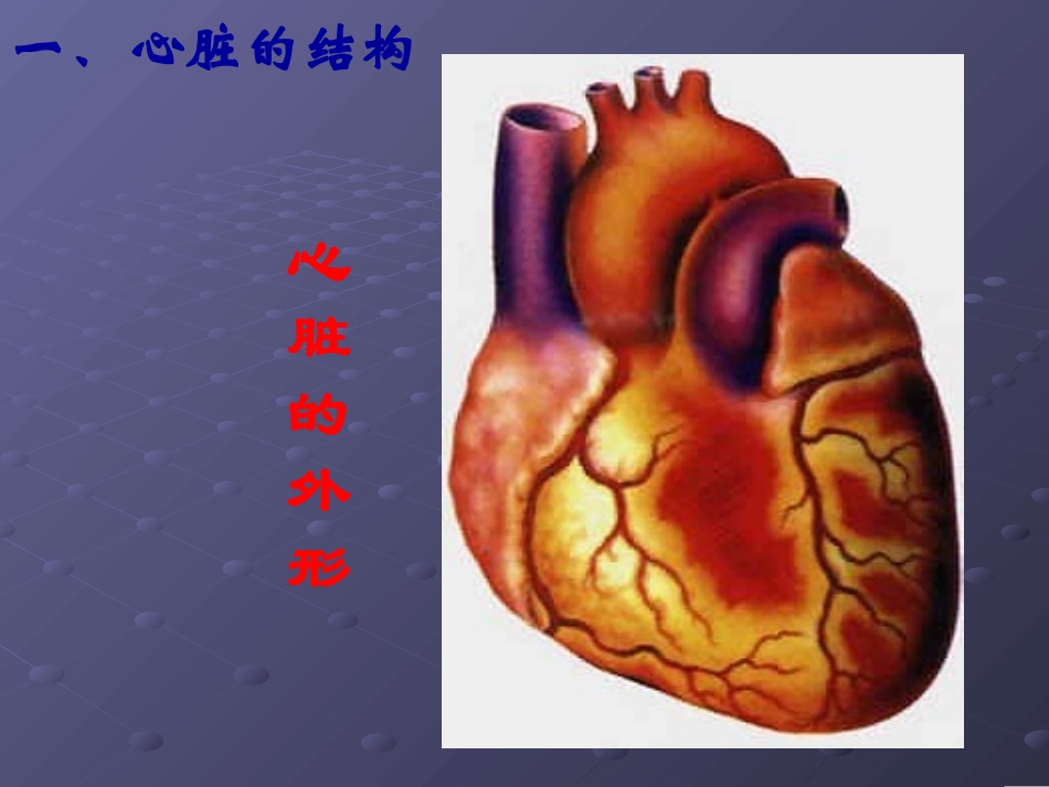 输送血液的泵—心脏_第3页