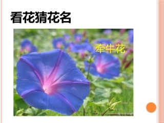 三年级上13花钟