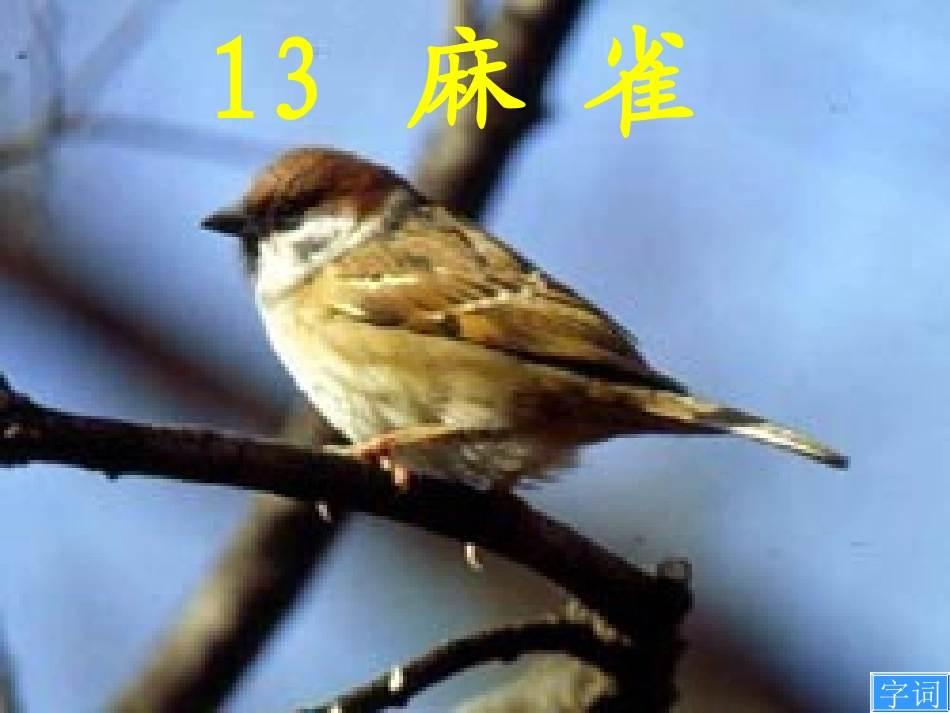 S版小学四年级语文上册《麻雀》课件_第1页