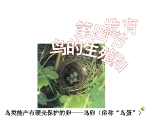 鸟的生殖和发育 (2)