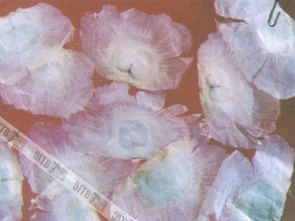 植物妈妈有办法 (2)_第3页