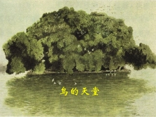 《鸟的天堂》课件2 (2)