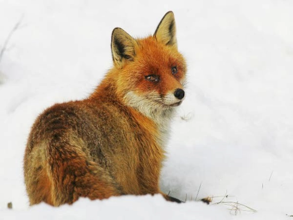 金色的脚印课件_第3页