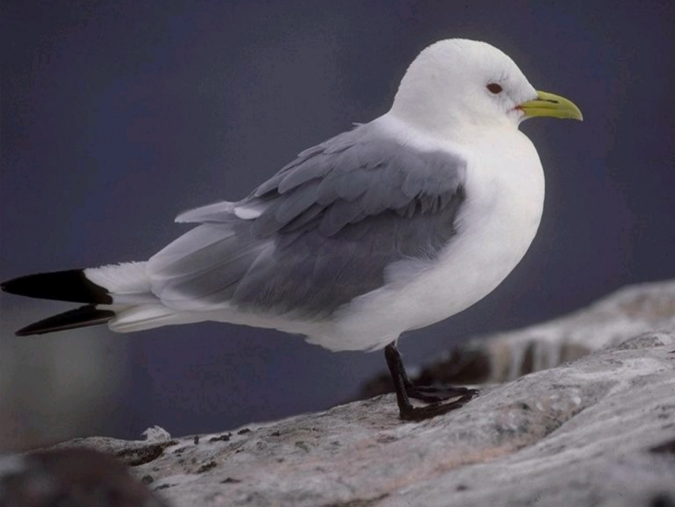 梁实秋鸟时妍_第2页