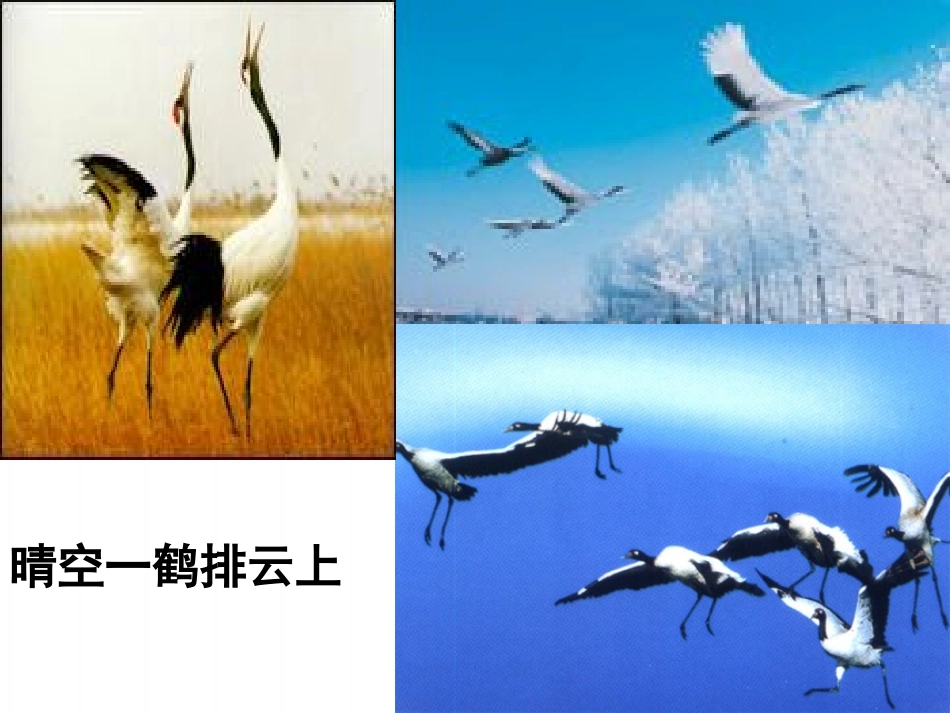 梁实秋鸟时妍_第3页