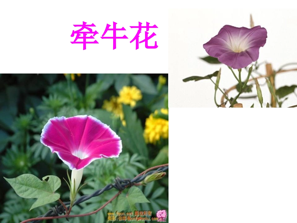 花钟课件 (4)_第3页