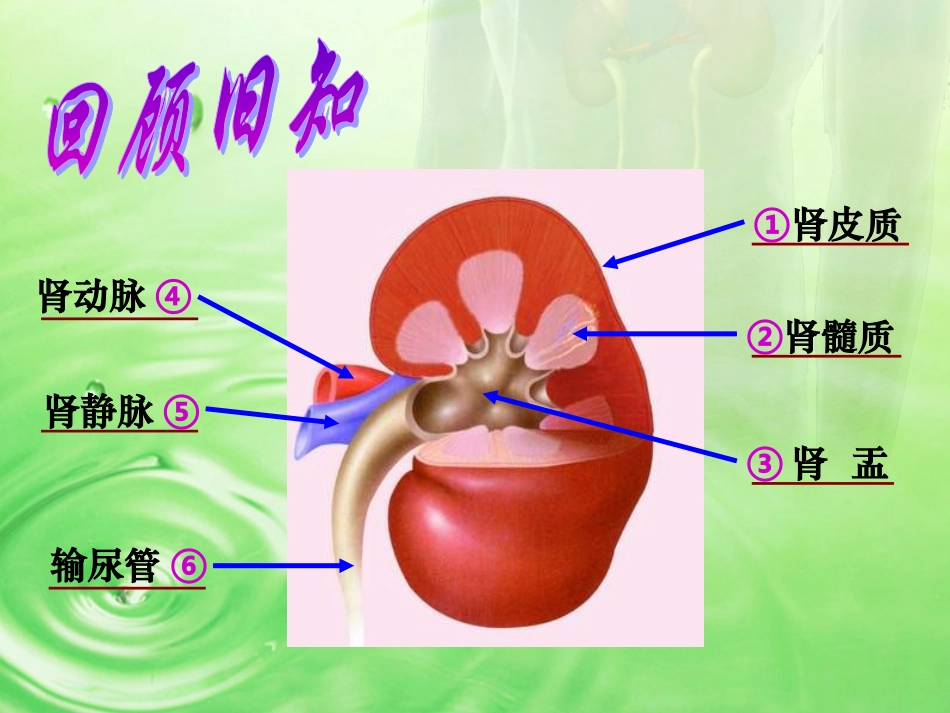 人体废物的排出_第2页