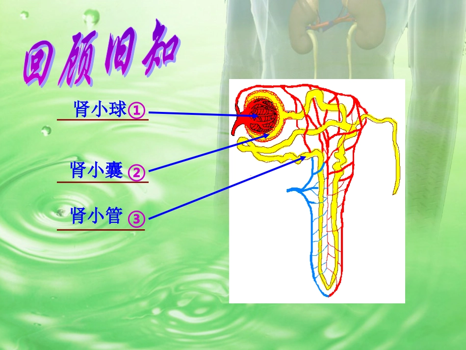 人体废物的排出_第3页