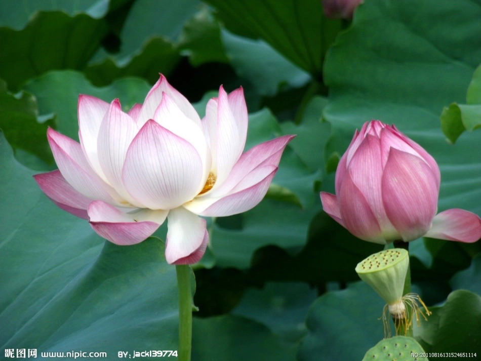 歌曲：夏天到_第2页