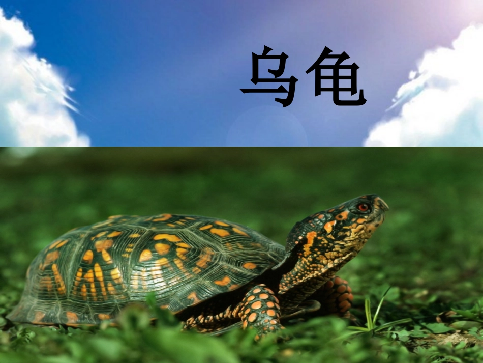 幼儿园绘画乌龟_第1页