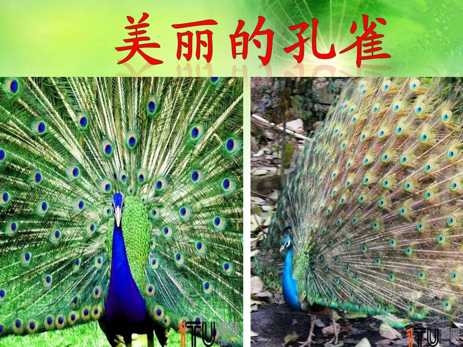 金孔雀轻轻地跳_第2页