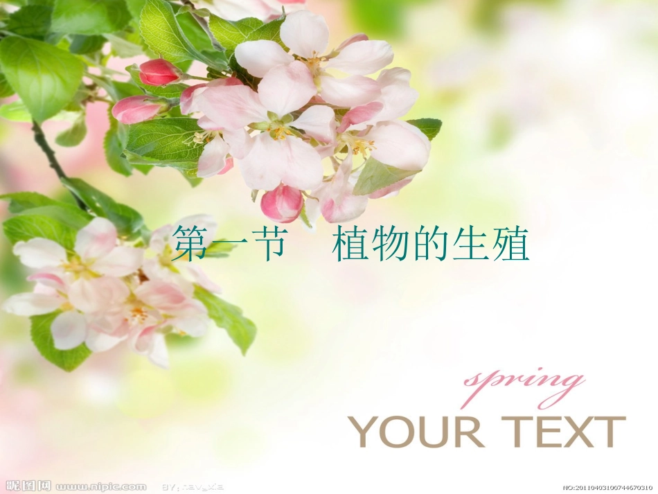 植物的生殖课件_第2页