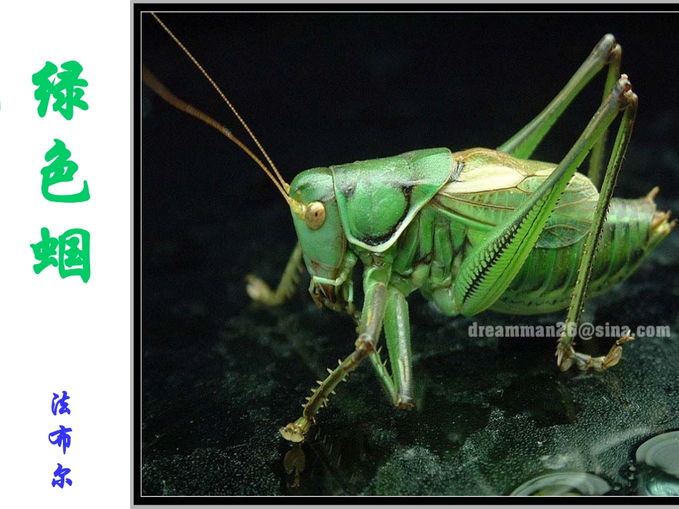 绿色蝈蝈 (3)_第1页