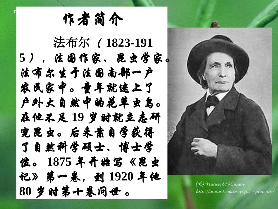 绿色蝈蝈 (3)_第3页