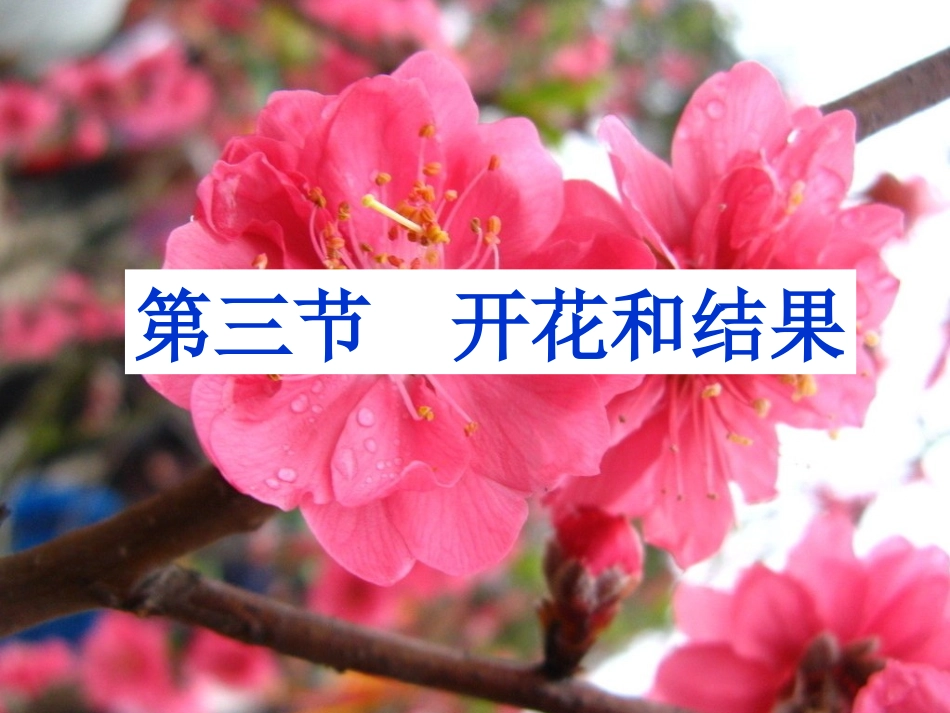 开花和结果课件_第1页