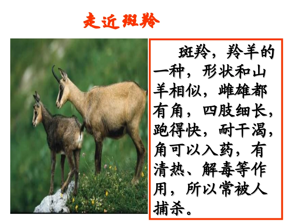 斑羚飞渡课件_第3页
