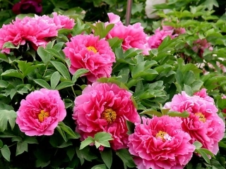 花团锦簇上课