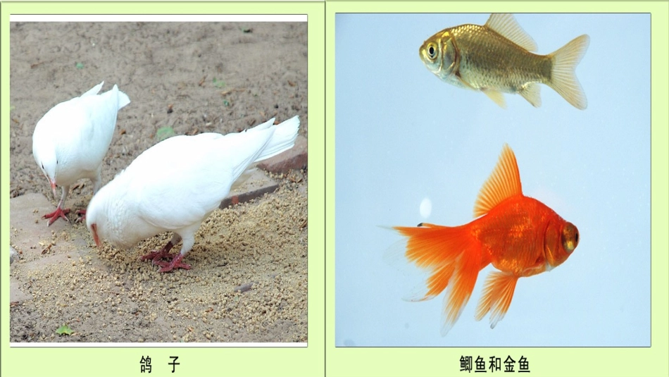 种类繁多的动物_第3页