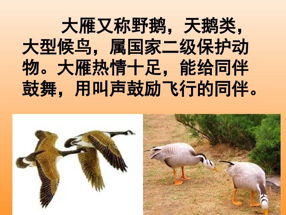 惊弓之鸟课件_第3页