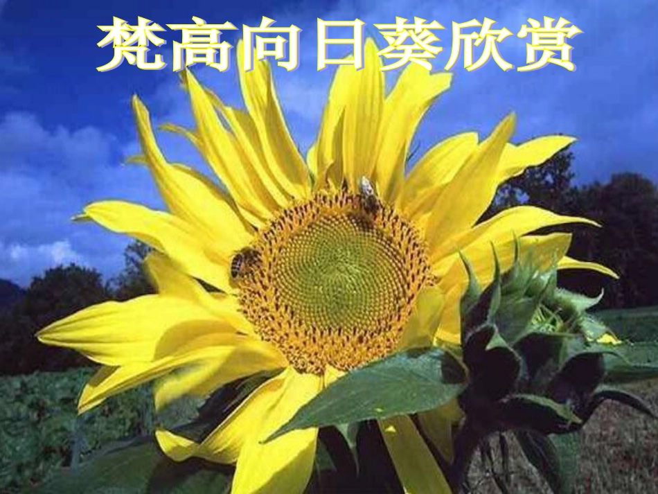 梵高向日葵欣赏_第1页