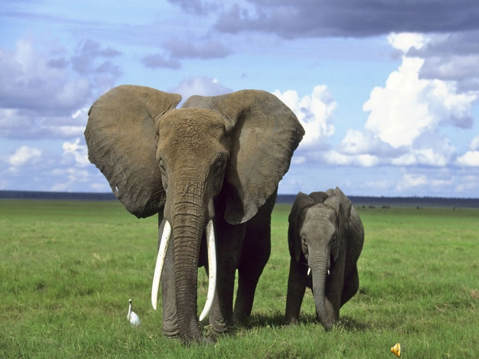 探究动物的本领_第1页