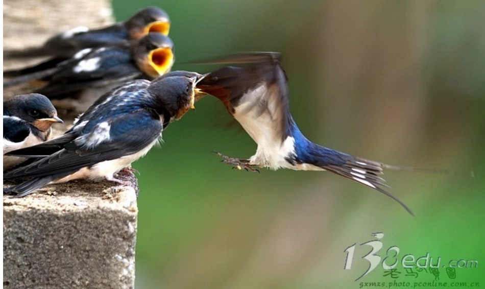 燕子专列 (2)_第3页