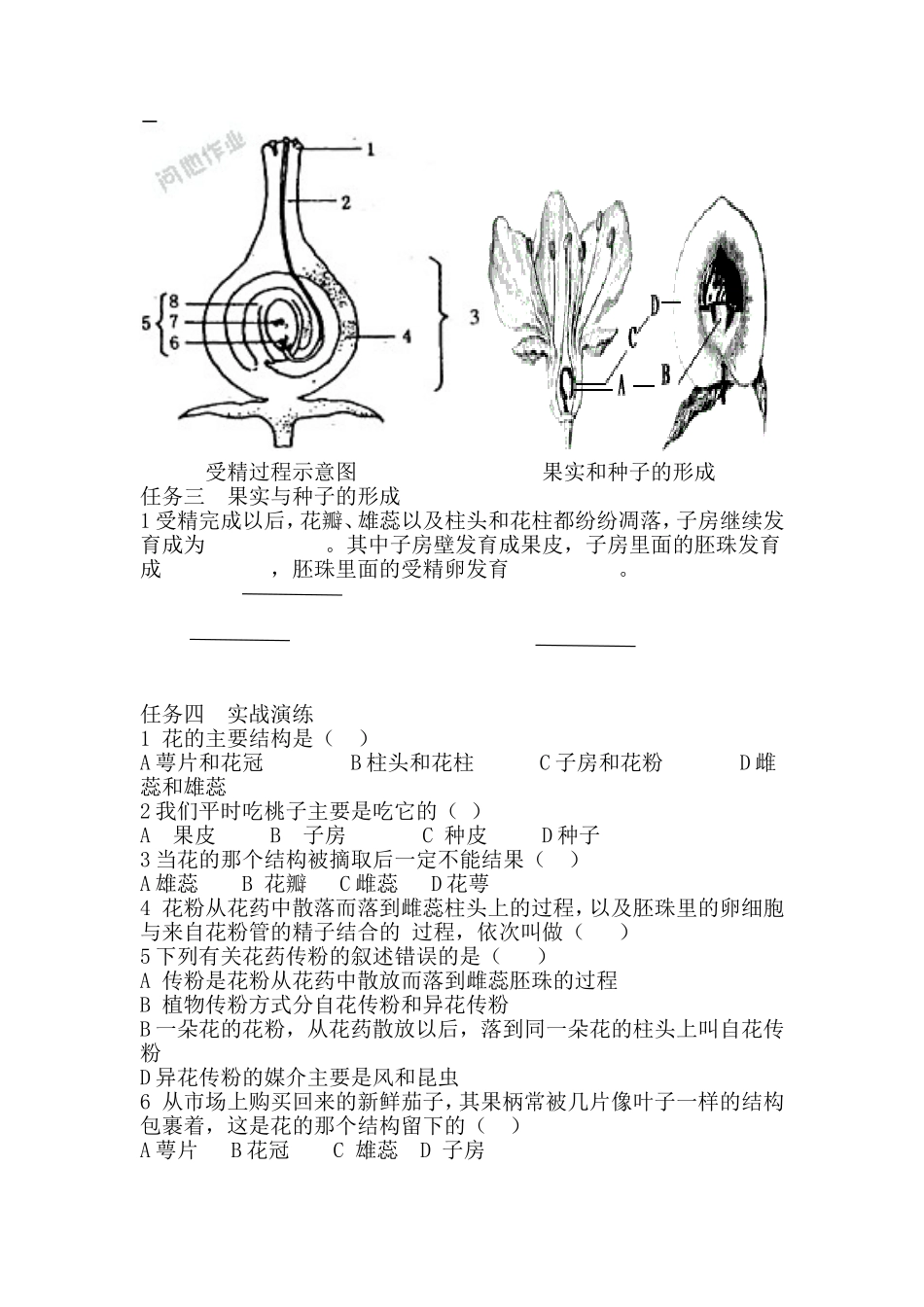 开花结果导学案_第2页