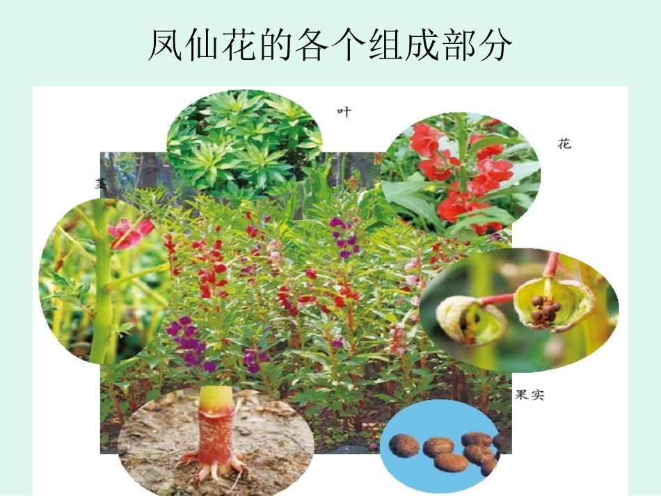 身体的结构课件_第3页