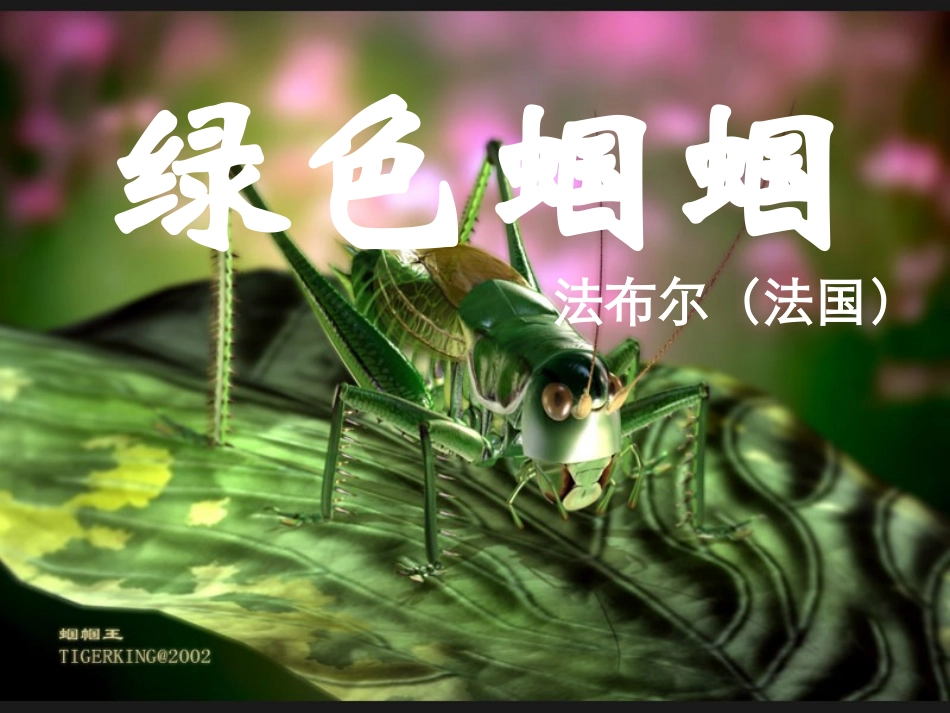 绿色蝈蝈 (2)_第1页