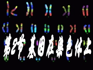 基因在染色体上