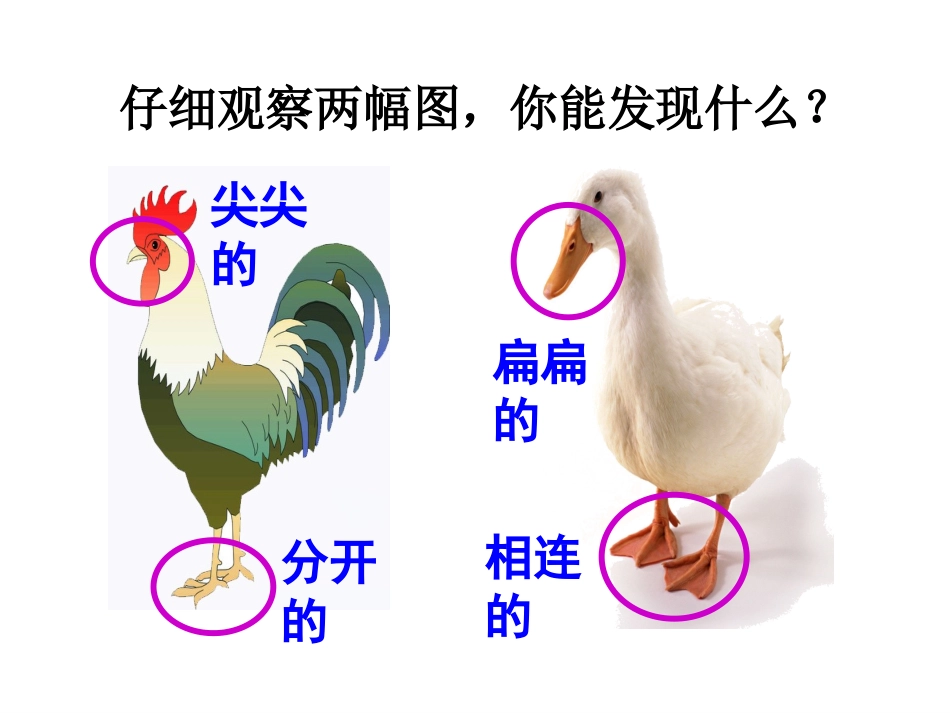 小公鸡和小鸭子_第2页