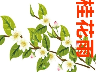 桂花雨 (2)