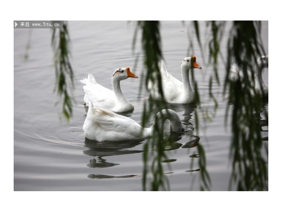 白鹅PPT课件_第1页