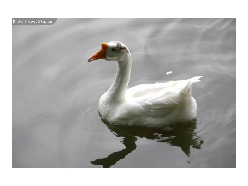 白鹅PPT课件_第2页