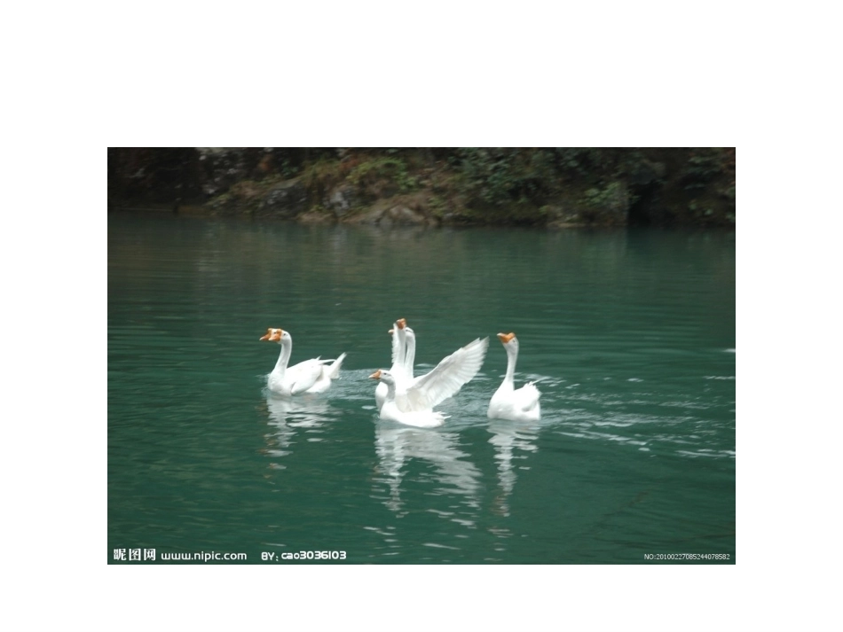 白鹅PPT课件_第3页