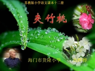 夹竹桃(定稿)