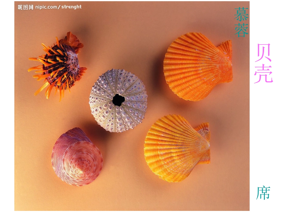 贝壳课件 (2)_第1页