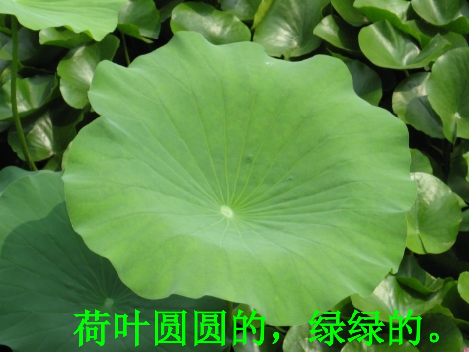 荷叶圆圆课件_第1页
