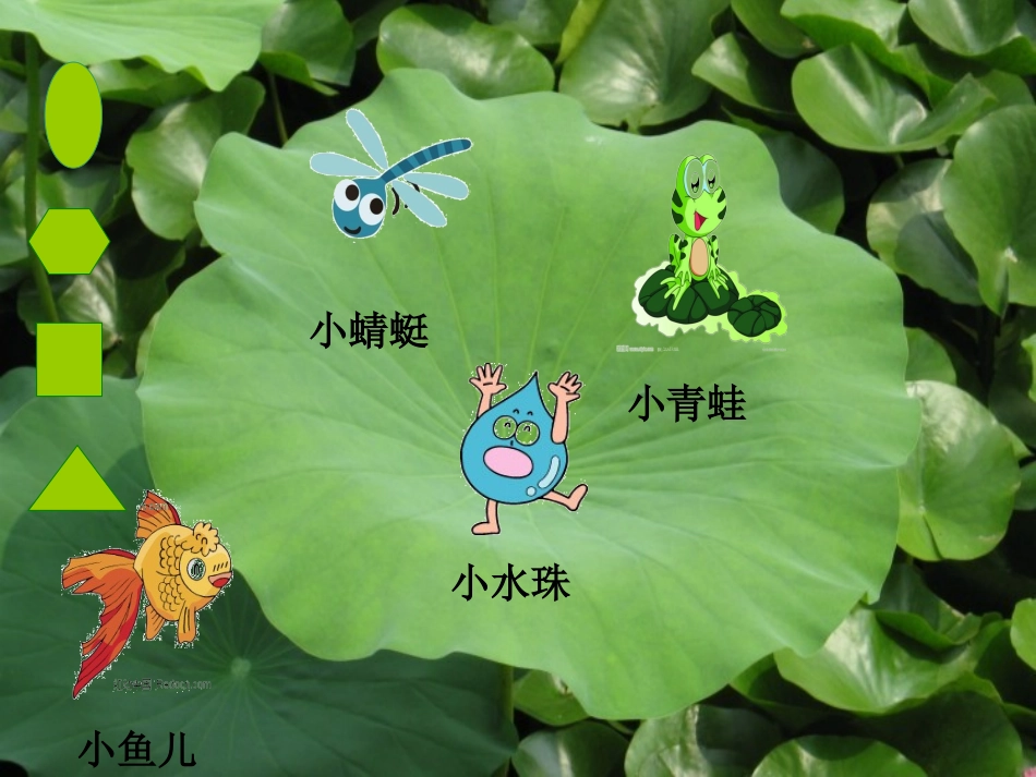 荷叶圆圆课件_第3页