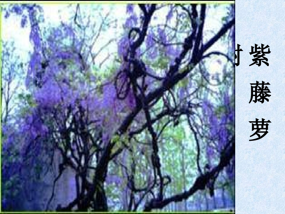 紫藤萝瀑布课件_第1页
