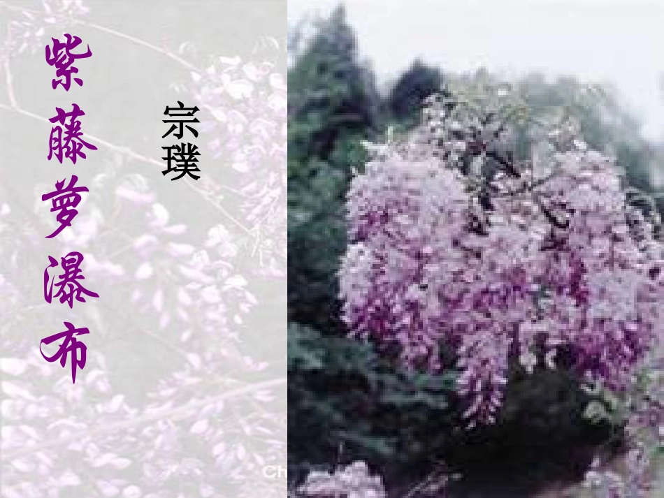 紫藤萝瀑布课件_第3页