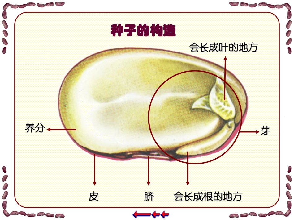 植物籽粒拼图_第3页