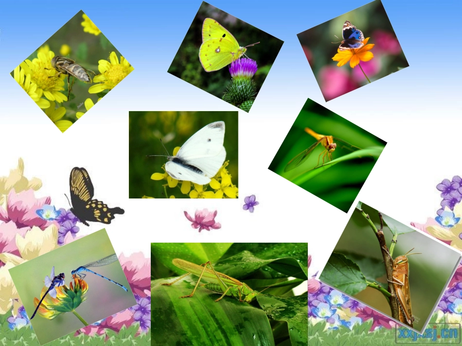 我和祖父的园子_第3页