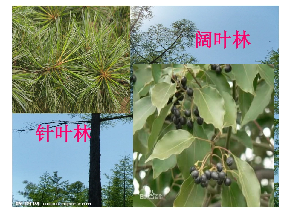 红松之乡课件_第2页