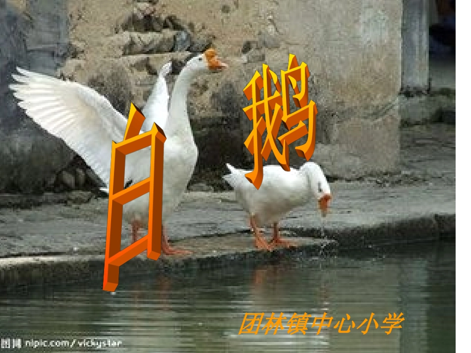 白鹅课件 (2)_第1页