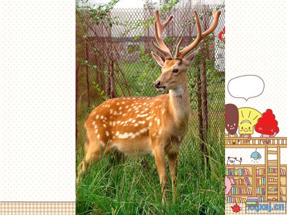 狮子和鹿课件_第2页