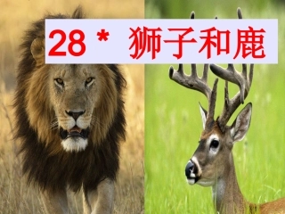 狮子和鹿课件