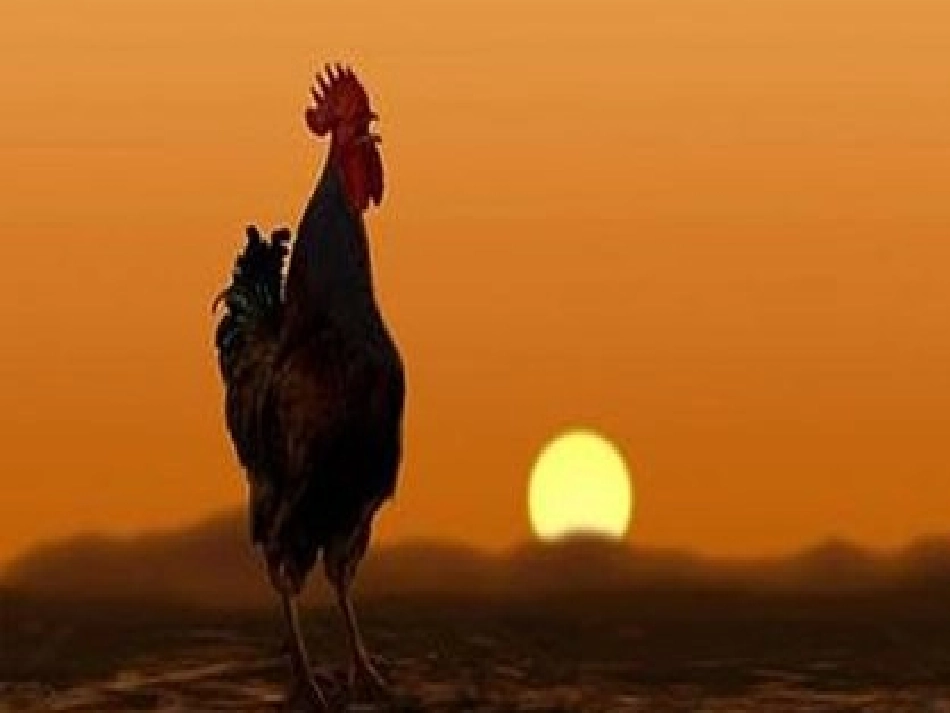 认识钟表杨春莲_第3页